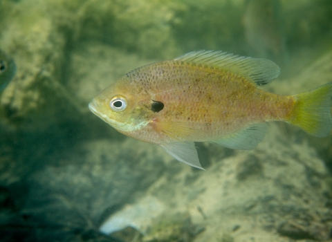 A small olive green fish swimming underwater over rocks. 