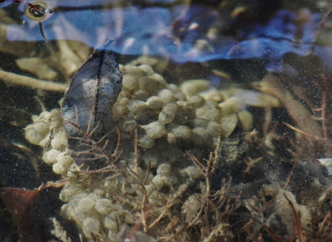 Dozens of whitish eggs clustered in a mass within leaf litter underwater.