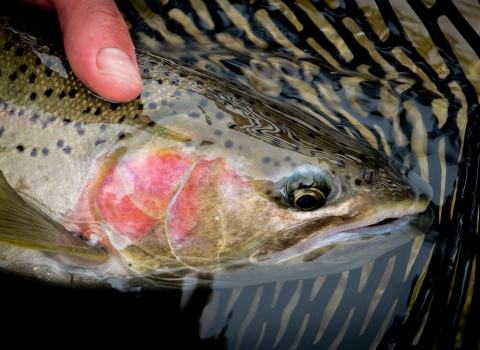 Closeup of head of steelhead in breeding colors, caught in net.