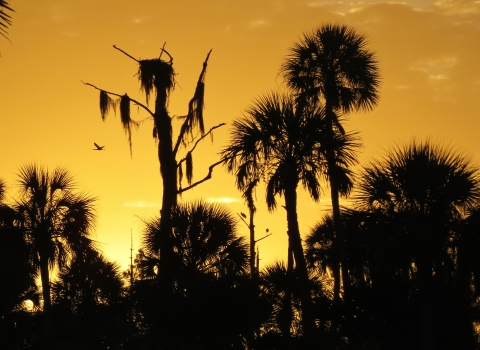 Tropical trees that look like palm trees silhouetted in front of a light orange glowing sky as the sun rises