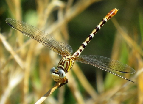 A long-bodied insect with four gossamer wings and a brown-and-white striped tubular body perches on a stalk.