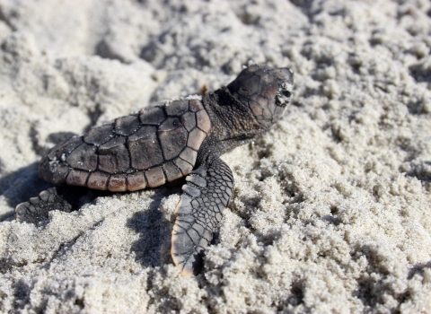 A tiny loggerhead turtle hatchling crawls over the sand to the sea at Archie Carr National Wildlife Refuge in Florida.