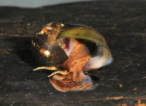 Painted rocksnail