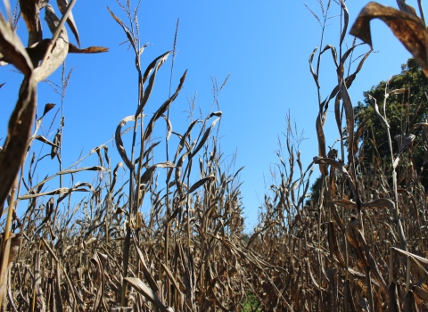 An image of corn in a field with a clear blue sky in the background.