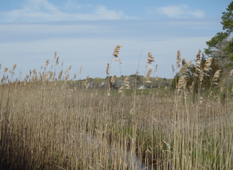 A close up of vegetation in a cranberry bog