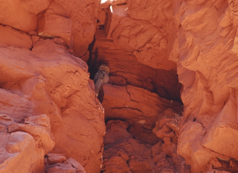 A Mexican spotted owl perched in a canyon. 