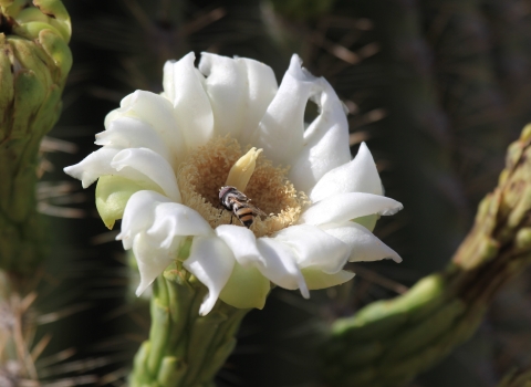 A bee visits a single white Saguaro cactus flower.