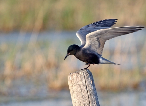 Black Tern observed at J. Clark Salyer National Wildlife Refuge