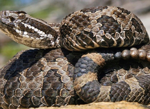 Photo of an eastern massasauga rattlesnake.