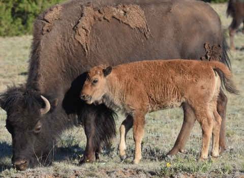 A juvenile bison stands next to an adult bison.