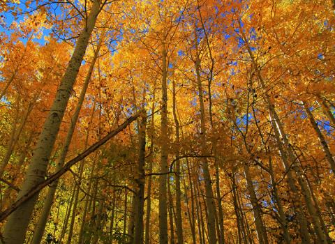 A view of fall aspen from the ground up. The leaves are orange and yellow