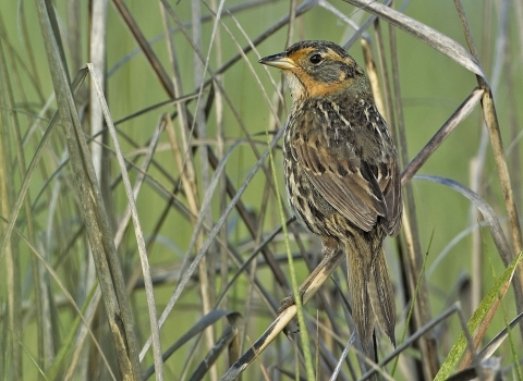 A sparrow--primarily gray and black with russet around the eyes--perches in tall marsh grass.