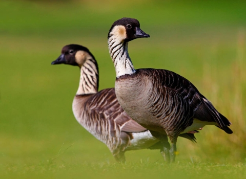 Two geese stand in grass.