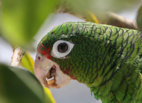 Profile view of a green parrot.