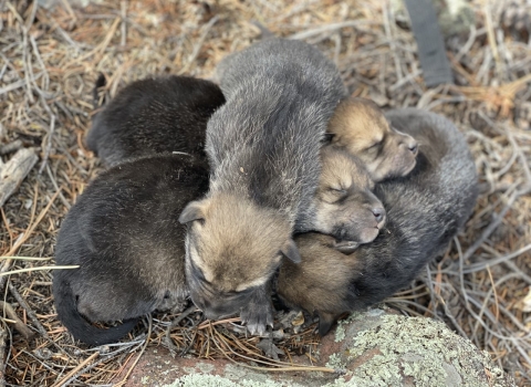 Several Mexican wolf pups lay in a pile .
