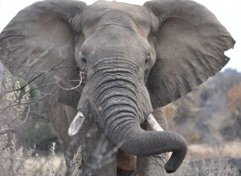 Close-up frontal image of African savanna elephant in its natural habitat