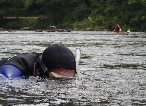 Biologist wearing a wetsuit, snorkeling in a river, with others in the distance.