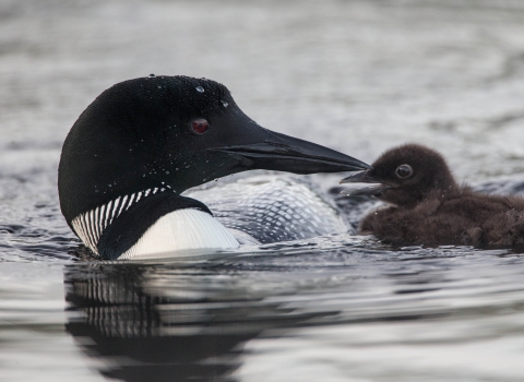Black and white bird with black bill next to a small fuzzy black chick