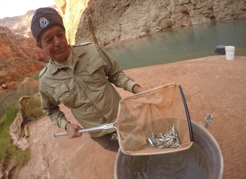 Biological Science Technician Jim Walters uses a net to capture and check on a group of young Humpback Chub in a barrel. The Little Colorado River and Canyon walls can be seen behind him.oung Humpback Chub
