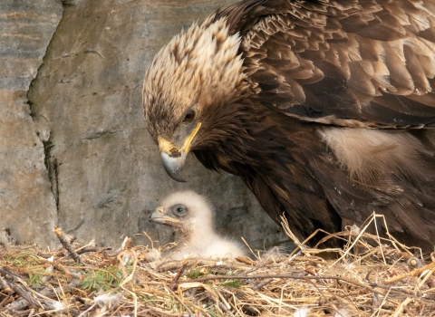 brown bird with black and yellow hooked beak and brown feathers looks down on fuzzy white chick in nest