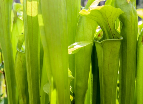Several pitcher plant pitchers