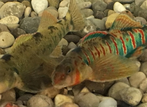 Candy Darter Pair