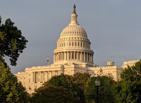 U.S. Capitol building in the sun with tops of trees in foreground