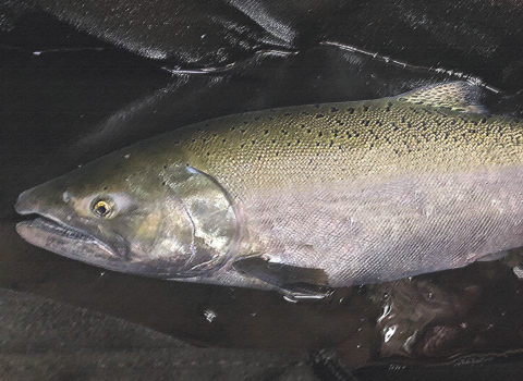 Adult Chinook salmon on a black background