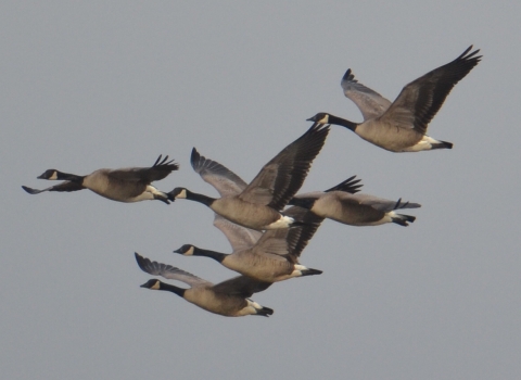 A flock of dusky Canada geese fly over Ankeny National Wildlife Refuge