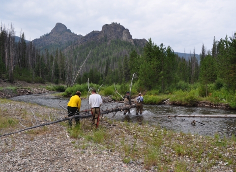 Four people are carrying a large, dead tree into a river. 