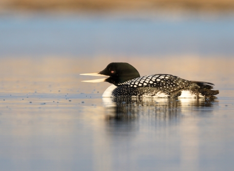 Black and white bird and yellow bill on the water