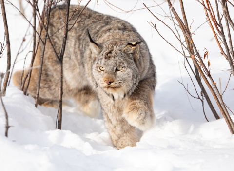 a lynx walks warily through the snow between willow shrubs