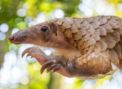 White-bellied pangolin