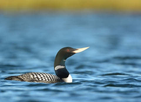 Black and white bird with long neck and yellow bill on the water