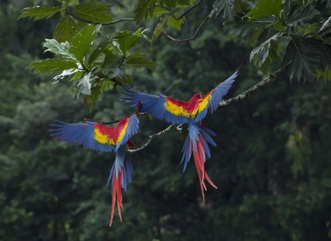 Scarlet Macaws Costa Rica