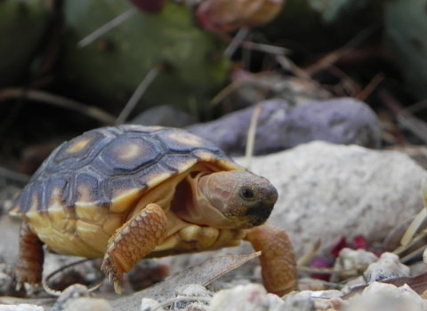 Sororan desert tortoise stand on rocks.