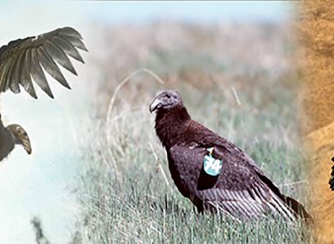 U.S. Fish and Wildlife 150th Years of Conservation