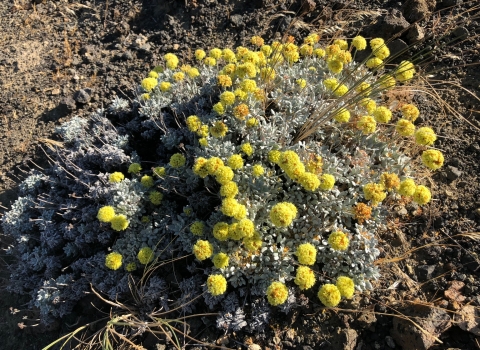 Umtanum desert buckwheat plant with yellow flowers