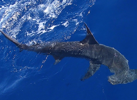 Scalloped hammerhead sharks in open waters.