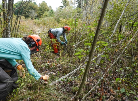 Two people, both wearing helmets, are bent over along the edge of a stand of small trees