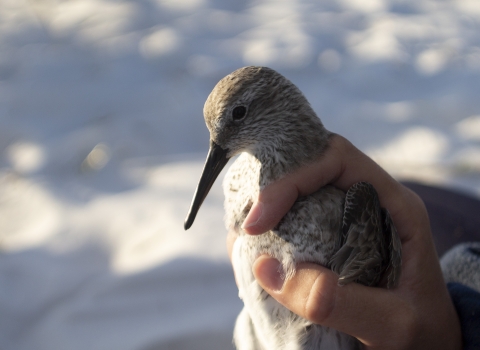 a closeup of a red knot held in one hand