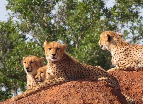 Cheetah coalition in natural habitat