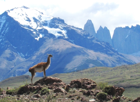 Profile of guanaco on rocky hilltop with snow-capped mountains in background