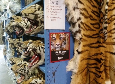 shelves of tiger heads