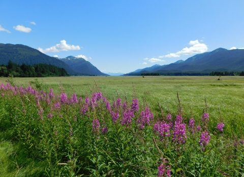 mountains with wetlands and fireweed in foreground