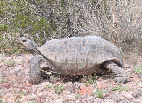 Mojave Desert Tortoise