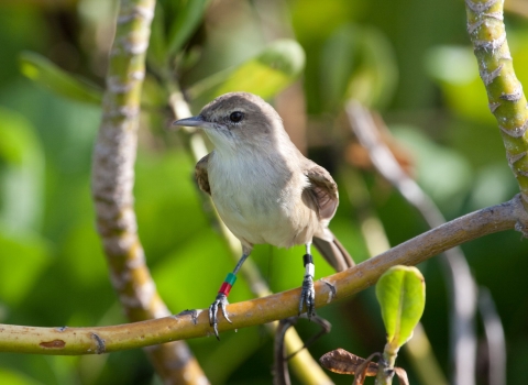 A brown bird with bands on it's legs perched on a branch.