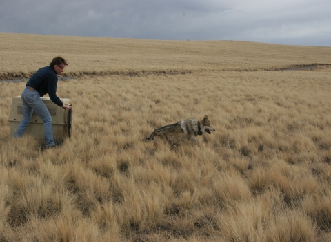 A woman opens the door on a crate and Mexican wolf runs out into a field of grass.