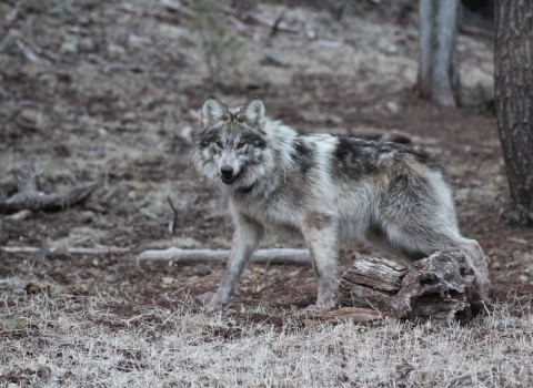 A Mexican wolf stands in the a wooded area