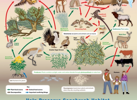 Web of life in the sagebrush ecosystem